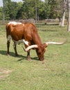 Sunlit Texas Longhorn Cow Grazing in Pasture Royalty Free Stock Photo