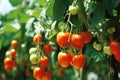 Sunlit tomatoes progressively ripening under the radiant rays of the sun Royalty Free Stock Photo