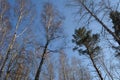 Sunlit tops of leafless birches and green pines against a sunny blue spring sky. Calm and serenity of nature