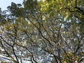 Sunlit Tree Canopy with Branch Overlap Royalty Free Stock Photo