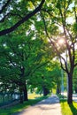 Sunlit Tree-Lined Park Pathway at Dawn Royalty Free Stock Photo