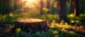 Sunlit Tree Stump in Forest Royalty Free Stock Photo