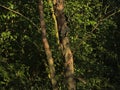 Sunlit tree trunk in a dark forest in the Flemisch countryside Royalty Free Stock Photo