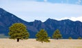 Sunlit trees against a shadowed mountain range