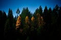 Sunlit Trees Along a Mountain Ridgeline. Royalty Free Stock Photo