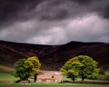 Sunlit trees and barn with gloomy sky background in Edale, Derbyshire in the Peak District, UK
