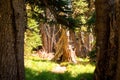 Sunlit trees in a forest