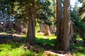 Sunlit trees in a forest