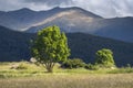 Sunlit Trees with Mountains on the Background