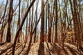 Sunlit trees at umstead park Raleigh North Carolina