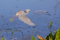 Sunlit Tri-Colored Heron In Flight Over Water