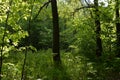 Sunlit twigs with fresh green leaves, two thick trunks with dry branches against the background of a forest edge. Joyful summer