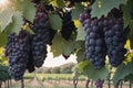 Sunlit vineyard with clusters of ripe grapes