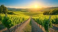 Sunlit Vineyard Rolling Hills Scenic Landscape Royalty Free Stock Photo