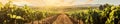 A sunlit vineyard row with a clear sky offering a tidy and expansive setting for summerthemed projects with text space