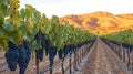 Sunlit Vineyard Rows Of Ripe Dark Grapes Hanging On Vines