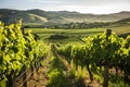 Sunlit Vineyard Rows in Rolling Hills, AI Generated