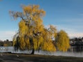 Sunlit weeping willow tree by lake Royalty Free Stock Photo