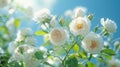 Sunlit White Bush Roses Against Blue Sky: Beautiful Floral Background for Spring or Summer Royalty Free Stock Photo