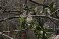 Sunlit white flower along side the swamp boardwal Royalty Free Stock Photo