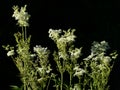 Filipendula ulmaria flowers on a black background Royalty Free Stock Photo