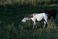 Sunlit white horse grazing on thistles in a pasture, Eastern Washington State