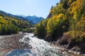 Mountain river with yellow trees on banks Royalty Free Stock Photo