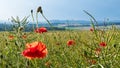 Close-up of rapeseed field with red poppy flowers, buds and capsules. Papaver rhoeas. Brassica napus Royalty Free Stock Photo