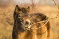 Sunlit wild exmoor pony horse in late autumn nature habitat in Milovice, Czech republic. Protected animals considered as horse Royalty Free Stock Photo