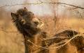 Sunlit wild exmoor pony horse in late autumn nature habitat in Milovice, Czech republic. Protected animals considered as horse