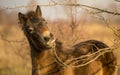 Sunlit wild exmoor pony horse in late autumn nature habitat in Milovice, Czech republic. Protected animals considered as horse