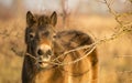 Sunlit wild exmoor pony horse in late autumn nature habitat in Milovice, Czech republic. Protected animals considered as horse