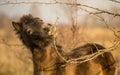 Sunlit wild exmoor pony horse in late autumn nature habitat in Milovice, Czech republic. Protected animals considered as horse