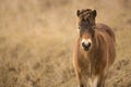 Sunlit wild exmoor pony horses in late autumn nature habitat in Milovice, Czech republic. Protected animals considered as horse Royalty Free Stock Photo