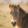 Sunlit wild exmoor pony horses in late autumn nature habitat in Milovice, Czech republic. Protected animals considered as horse Royalty Free Stock Photo