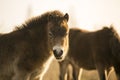 Sunlit wild exmoor pony horses in late autumn nature habitat in Milovice, Czech republic. Protected animals considered as horse