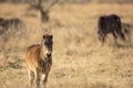 Sunlit wild exmoor pony horses in late autumn nature habitat in Milovice, Czech republic. Protected animals considered as horse