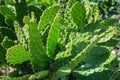 Sunlit wild Opuntia cactus