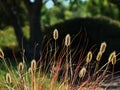 Sunlit wildgrasses contrast against the shade beyond Royalty Free Stock Photo
