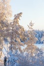 Sunlit winter trees with snow and frost in a wintry landscape Royalty Free Stock Photo