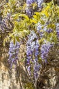 Sunlit Wisteria racemes Royalty Free Stock Photo