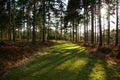 Sunlit woodland path Royalty Free Stock Photo