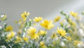 Sunlit Yellow Flowers Blooming Spring Blossoms Royalty Free Stock Photo