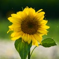 Sunlit yellow sunflower, green leaves on the stem Royalty Free Stock Photo