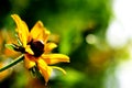 Sunlit yellow wildflower Royalty Free Stock Photo