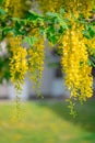 Sunlit yellow wisteria growing in a courtyard Royalty Free Stock Photo