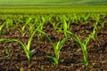 Sunlit young corn plants Royalty Free Stock Photo