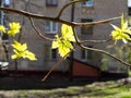 Sunlit young leaves of ash-leaved maple and house