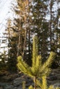 Sunlit young pine tree top