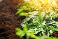 Sunlit young sprouts of arugula plant in soil, closeup